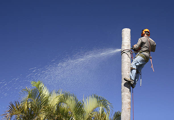 Professional Tree Care in Pooler, GA