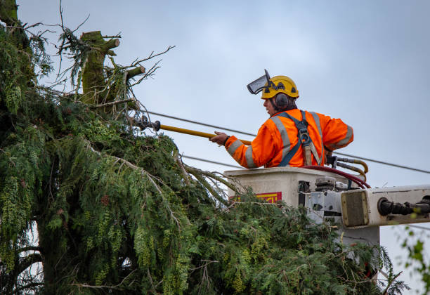 How Our Tree Care Process Works  in  Pooler, GA